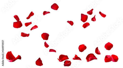 Floating red rose petal isolated on white. Background concept for love greetings on valentines day and mothers day. Space for text. 