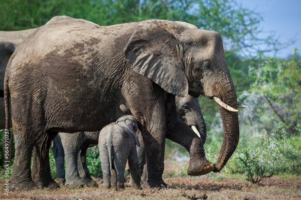 Obraz premium African bush elephant (Loxodonta africana) cow and suckling calf. Mashatu, Northern Tuli Game Reserve. Botswana