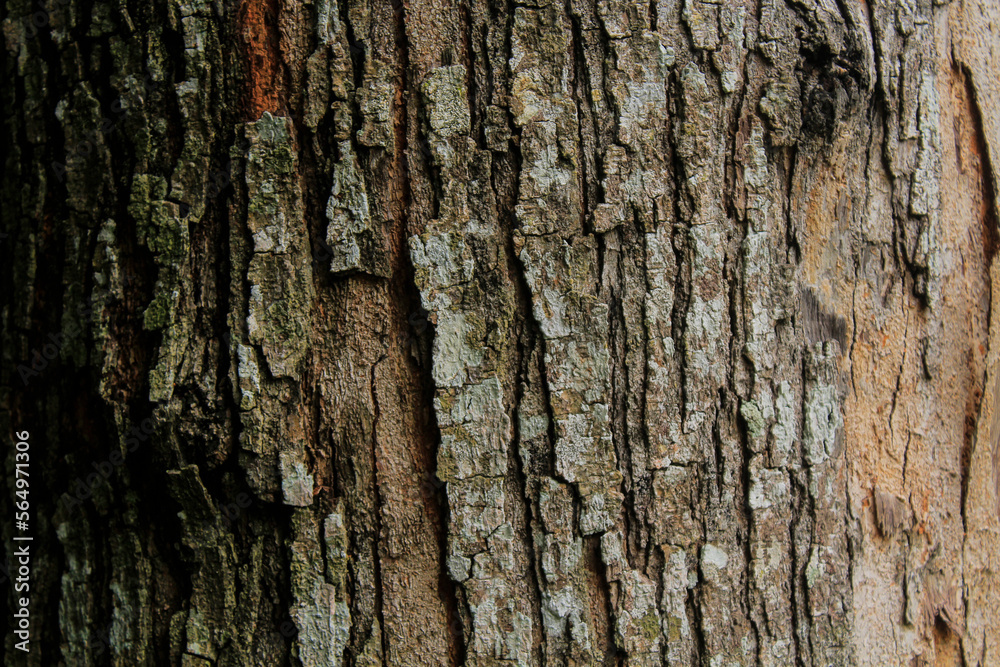 This is the bark of an esar tree in one of the forests in Aceh, Indonesia This is the bark of an esar tree in one of the forests in Aceh, Indonesia