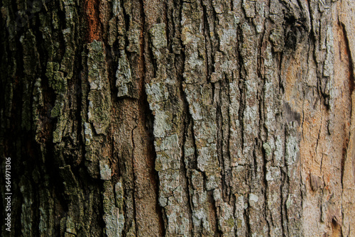 This is the bark of an esar tree in one of the forests in Aceh, Indonesia photo