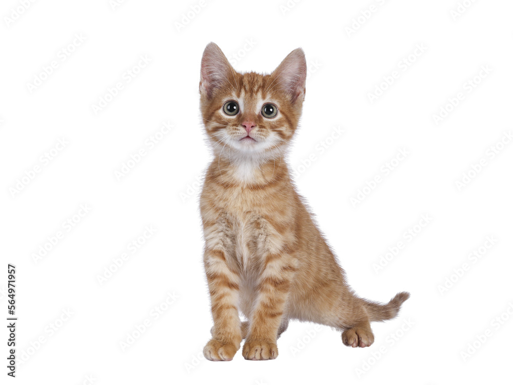 Cute little red house cat, standing facing front. Looking curious up above the camera. Isolated cutout on a transparent background. Cute little red house cat, standing facing front. Looking curious up above the camera. Isolated cutout on a transparent background.