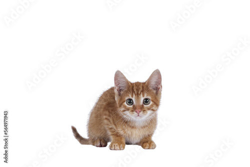 Cute little red house cat, laying down. Looking curious towards camera. Isolated cutout on a transparent background.
