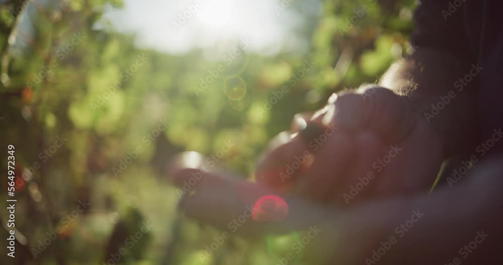 Gouter le raisin de la vigne