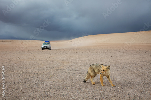 Culpeo - wild Andean fox in the mountains photo