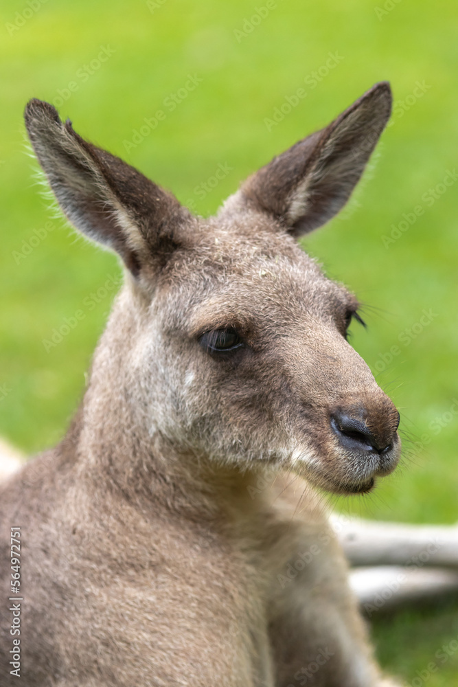 カンガルーのポートレート