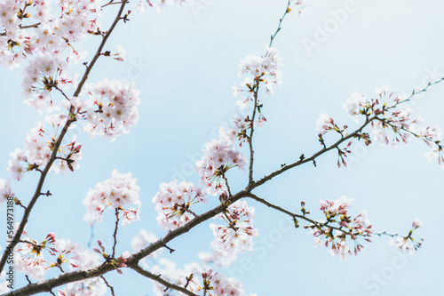 白 桜 満開 素材