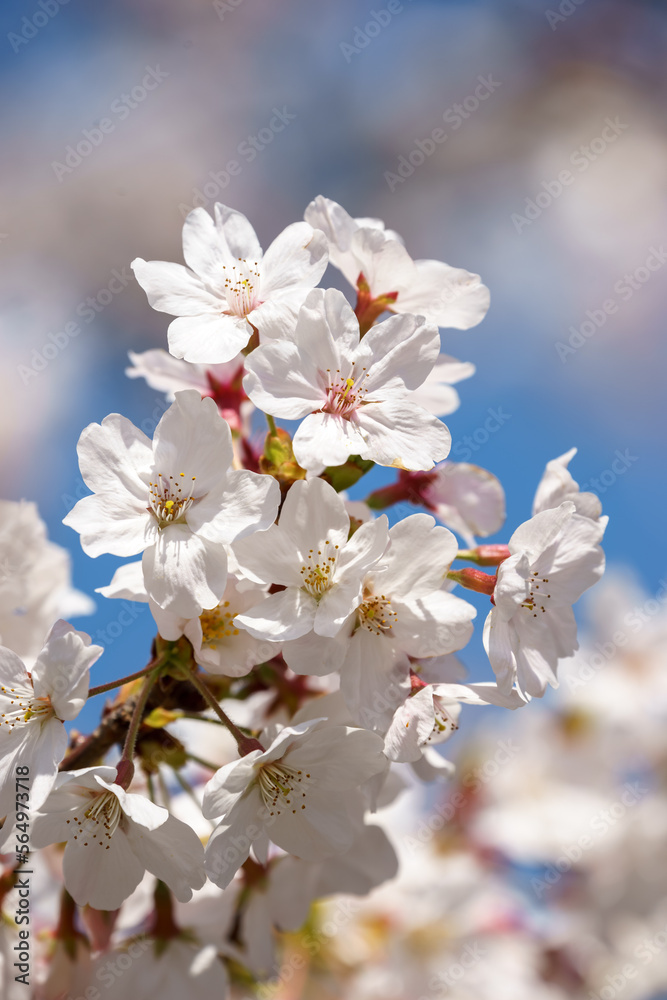 桜の花 春のイメージ 桜の花 春のイメージ