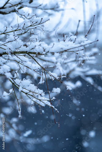 木の枝に積もる雪 冬の寒い日のイメージ