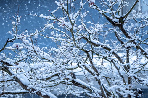 木の枝に積もる雪　冬の寒い日のイメージ © TOMO