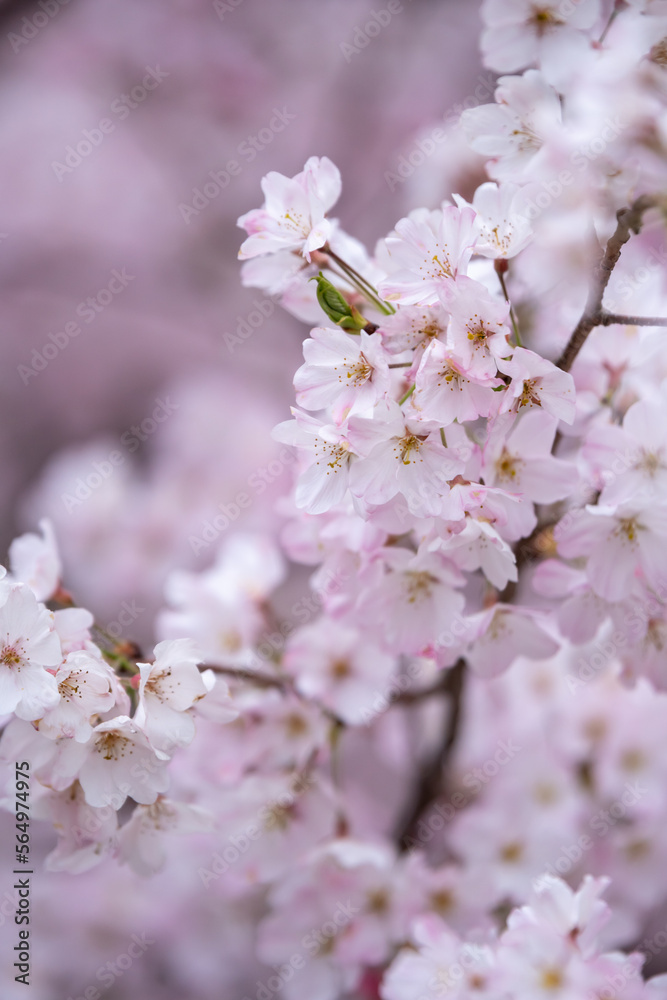 桜の花　春のイメージ