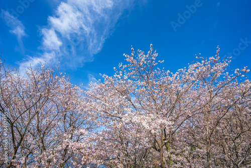 桜の花 春のイメージ