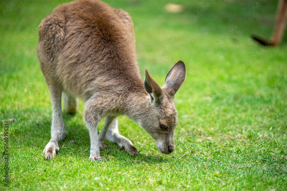 カンガルーのポートレート