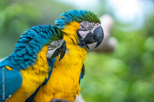 ルリコンゴウインコのポートレート