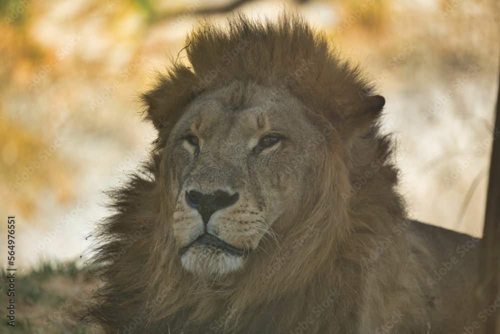 Obraz premium male lion in the grass