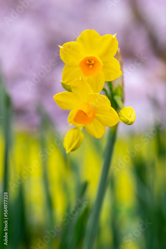 水仙の花 初春のイメージ