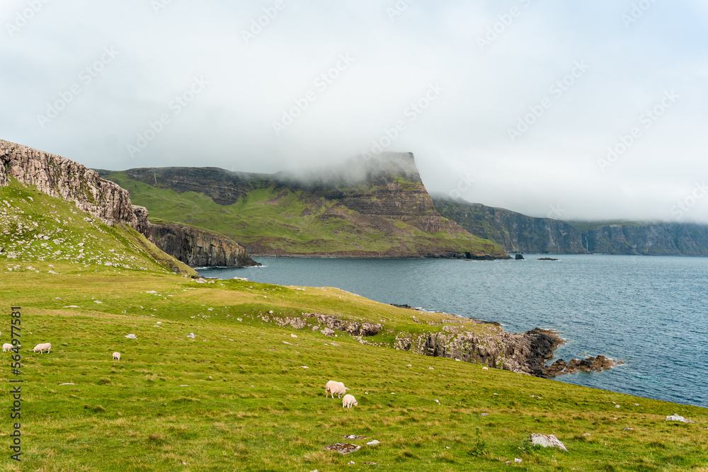 Green landscape with wild sheep.