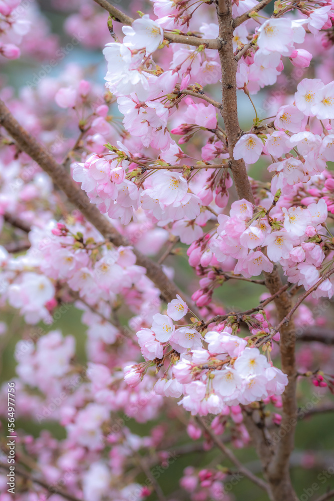 Obraz premium 桜の花のマクロ写真 春の鮮やかなイメージ