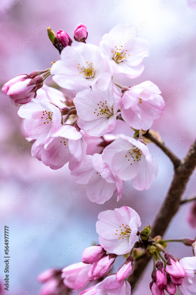 Fototapeta premium 桜の花のマクロ写真 春の鮮やかなイメージ