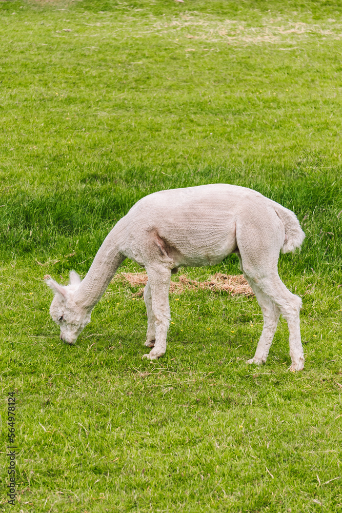 Fototapeta premium A white alpaca grazing.