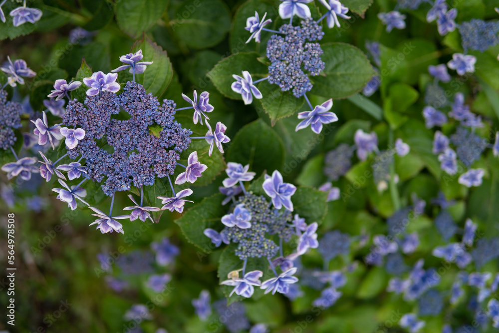 紫陽花の花 梅雨の時期のイメージ 紫陽花の花 梅雨の時期のイメージ