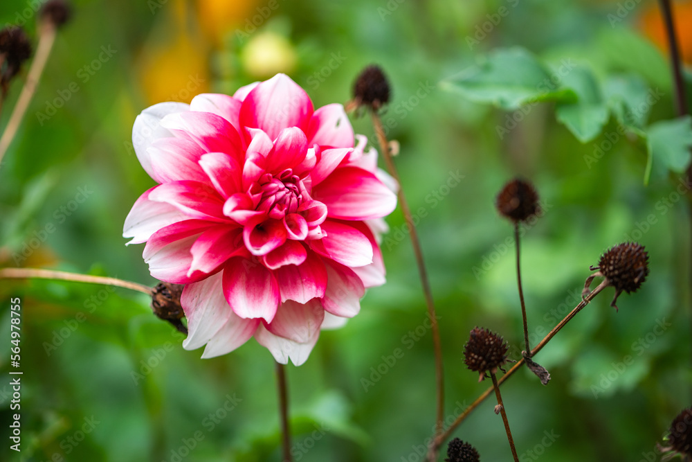 ダリアの花 クローズアップイメージ ダリアの花 クローズアップイメージ