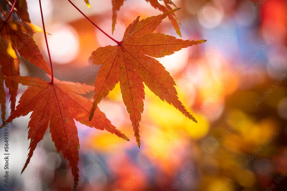 紅葉 秋の和風イメージ 紅葉 秋の和風イメージ