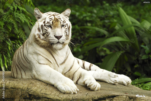 Fototapeta Naklejka Na Ścianę i Meble -  white bengal tiger in the wild