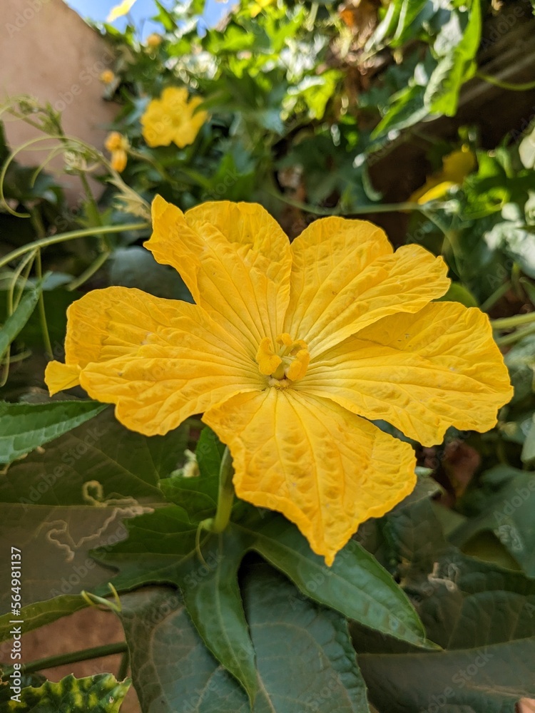 Obraz premium yellow flowers 