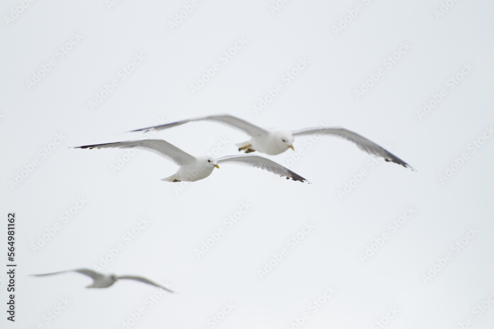 Obraz premium Seagulls in flight on white background