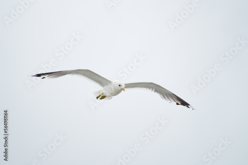 Seagull in flight on white background  © David Daniel