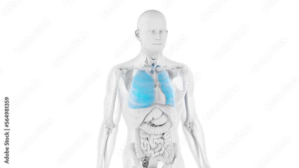3D rendered medical animation of a man breathing 3D rendered medical animation of a man breathing