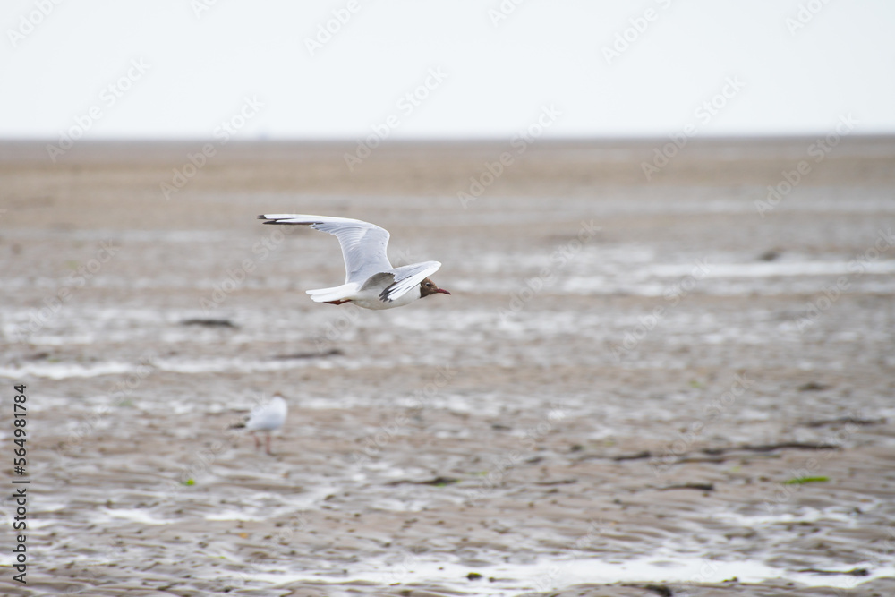 Black-headed gull in flight over the wadden sea Black-headed gull in flight over the wadden sea