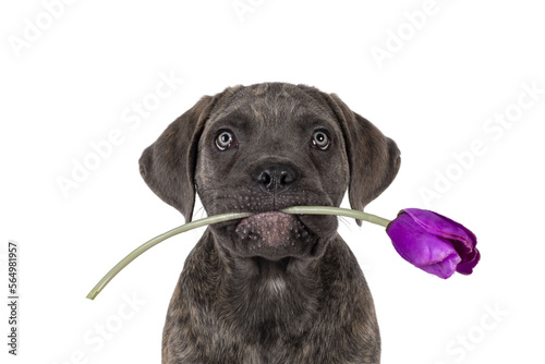 Valokuva Head shot of cute brindle Cane Corso dog puppy, sitting up facing front