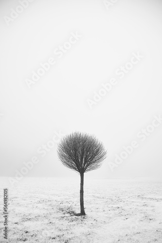 Tree in the snow