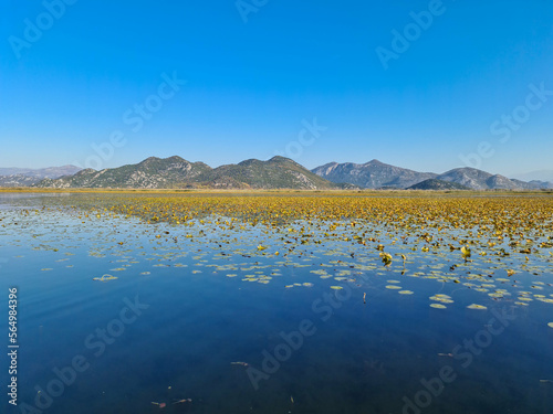 Field of lilypads covering lake in Lake Skadar National Park in autumn near Virpazar, Bar, Montenegro, Balkans, Europe. Travel destination, Dinaric Alps. Stunning landscape water reflection in nature