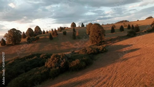 Aerial cinematic footage from FPV racing drone of a sun lit meadow during a summer sunset. Flying in between linden and spruce trees. Sun is creating beautiful long shadows. Cierny Balog, Slovakia. photo