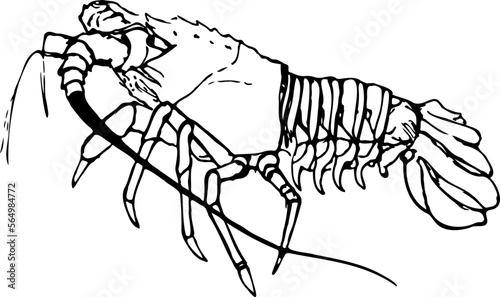 Hand drawn spiny lobster vector illustration isolated on a white background.