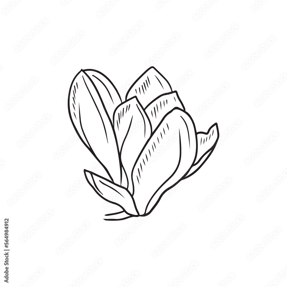 Realistic magnolia flower bud with leaf in black isolated on white background. Hand drawn vector sketch illustration in doodle engraved vintage outline style. Spring blooming, blossom, botanical. Realistic magnolia flower bud with leaf in black isolated on white background. Hand drawn vector sketch illustration in doodle engraved vintage outline style. Spring blooming, blossom, botanical.