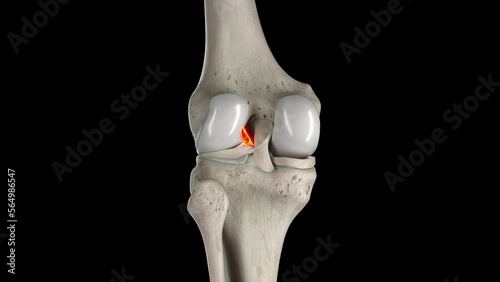 3D rendered medical animation of anterior cruciate ligament