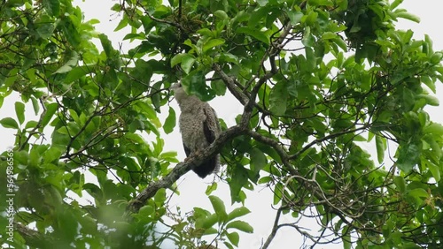Stretching its neck out while calling and looking far while perched on a branch, Spot-bellied Eagle-owl Bubo nipalensis, Kaeng Krachan National Park, Thailand. photo