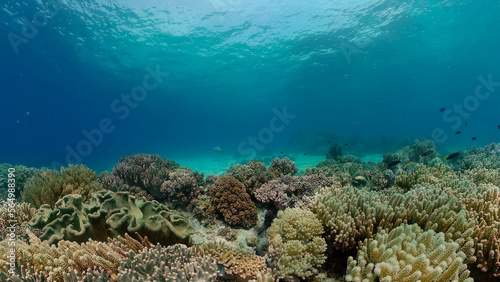 Tropical colourful underwater seas. Coral Garden with Underwater Vibrant Fish. Underwater tropical colourful soft-hard corals seascape. Philippines.