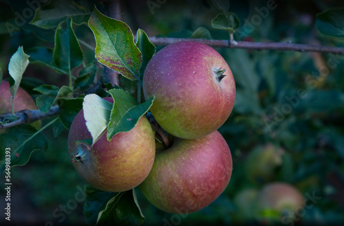 Apples on a tree