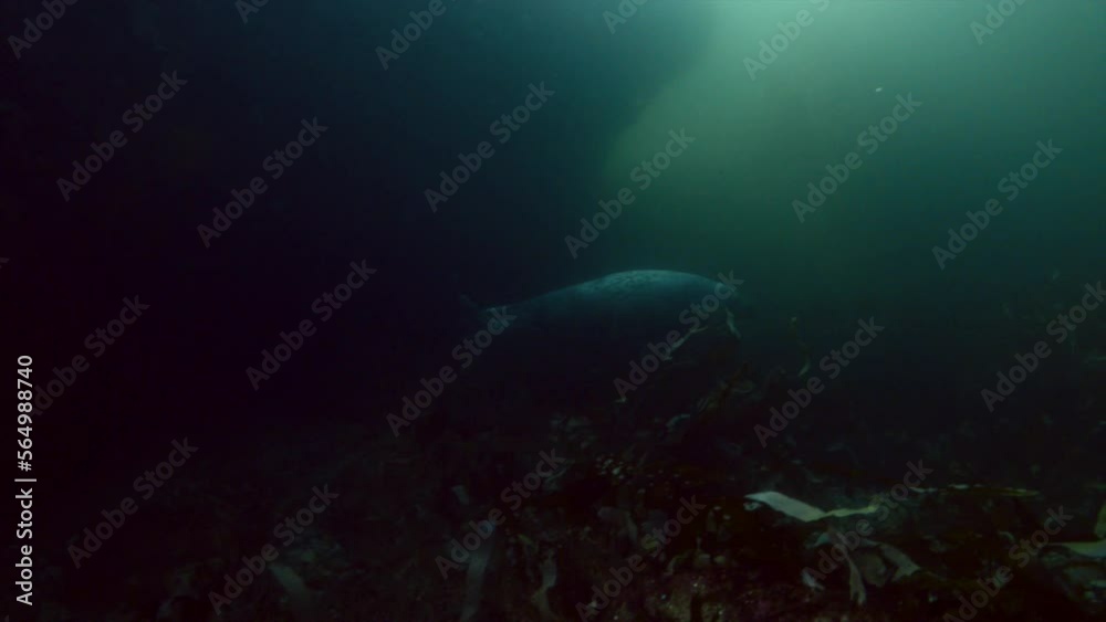 Curious grey seal during a cold water dive. Curious grey seal during a cold water dive.