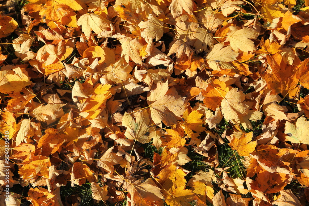 Autumn leaves.