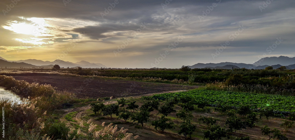 Panoramic View of a Fruit Plantation