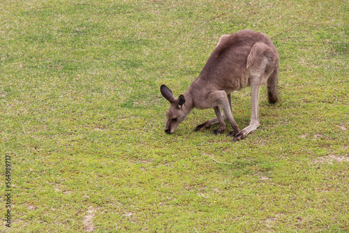 kangaroo in a zoo in osaka (japan)