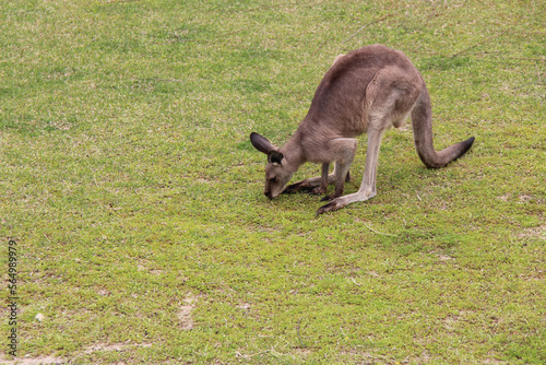 kangaroo in a zoo in osaka (japan)