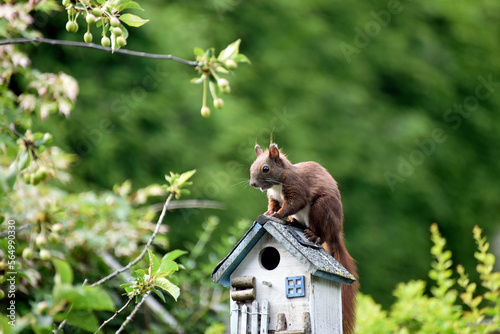 Eichhörnchen im Garten © DieNit Picturesworld