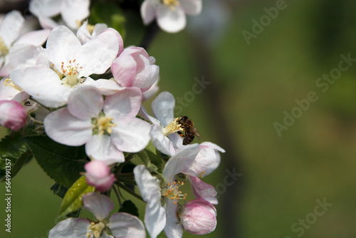 Bee collects nectar and pollinates flowers of flowering apple tree fruit tree in garde