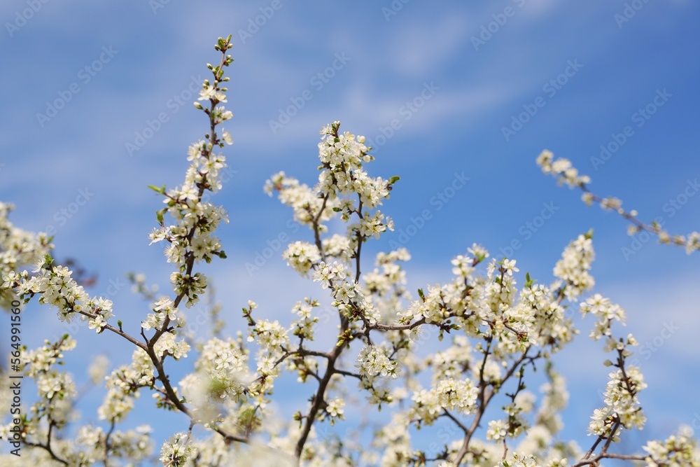 Park with beautiful trees, pink, white blossoms. The street smells of spring and love. Nature wakes up, colors delight the eyes, beautiful nature Park with beautiful trees, pink, white blossoms. The street smells of spring and love. Nature wakes up, colors delight the eyes, beautiful nature